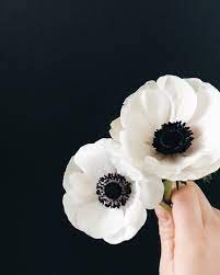 Black And White Anemone Google Search Anemone Flower White Poppy Flower White Flower Arrangements