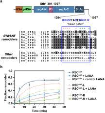 Download mp3 roberto carlos a volta dan video mp4 gratis. Structural Insights Into Assembly And Function Of The Rsc Chromatin Remodeling Complex Biorxiv