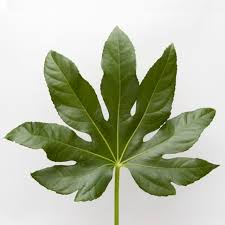 Image result for Alafia orientalis