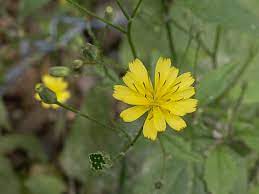 We would like to show you a description here but the site won't allow us. Lapsana Communis L Kapustka Obecna Lyrovka Obycajna Botany Cz