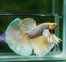 Pin On Beautiful Betta Fish