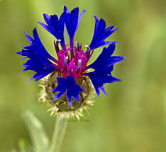 Image result for Macledium poggei