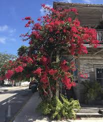 Check spelling or type a new query. 610 Key West Tropical Gardens Ideas In 2021 Forest Plants Flowering Vines Key West