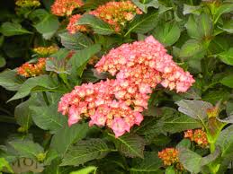 Seaside serenade® outer banks hydrangea will grow to be about 4 feet tall at maturity, with a spread of 4 feet. Hydrangea Care And Feeding Molbak S Garden Home