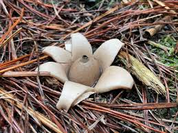 Image result for Geastrum triplex