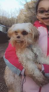 Has anyone in Eaton seen a lost dog?