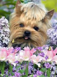 Wishing you joy and happiness in life! Glamorous Dog With Flowers And Butterflies Gif Download Share On Phoneky