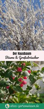 Der Hausbaum Haus Baume Baume Garten Kleine Baume