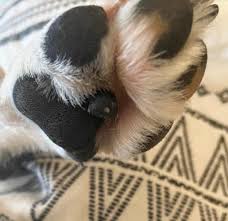 Our dog has a growth on the side of his paw pad. Help What Is This Weird Growth Under Dog Paw Pad Dogs