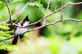 Bird On Tree Branch Picture Of A Beautiful Red Whiskered Bulbul Bird Sitting On A Tree Branch I Created This Image In Botanical G Bird Wall Art Office Wall Decor Beautiful Nature
