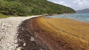 Saint Lucia - Sargassum Information Hub