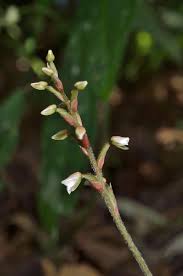 Image result for Zeuxine