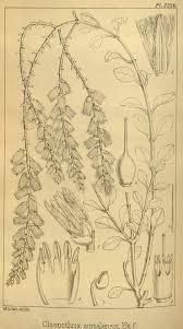 Image result for Centrostachys aquatica