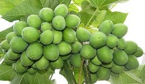 Image result for Jatropha