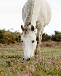 Francisco "Pancho" Saenz Obituary