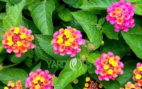 Once established, they require little to moderate watering and have a high tolerance to drought. Most Accurate Information About Lantana Confetti Or Lantana Camara