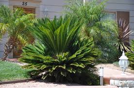 Image result for Cycas