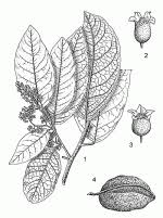 Image result for Heritiera