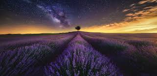 Hai Lối Mộng - Cẩm Ly - Nhac.vn