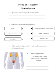 Sistema Excretor Education Study Class