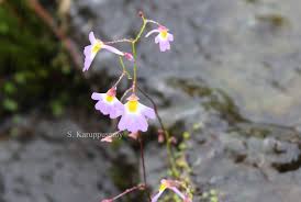 Image result for Utricularia striatula