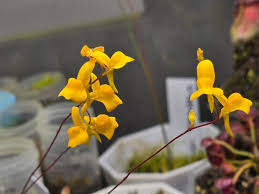 Image result for Utricularia scandens