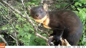 What country does a pine marten come from? Mammalweb