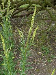 Farberwau Reseda Luteola Blutenpflanzen Naturegate Trees To Plant Plants Tree