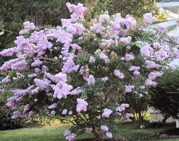 Crape Myrtle A Personal Favorite For Long Blooming Time And Lasting Color Flowering Trees Crape Myrtle Myrtle Tree