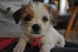 We did not find results for: Bella My Jack Russell Shih Tzu Shih Tzu Rat Terrier Mix Dog Friends
