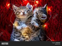 Please like us to get more ecards like this. Christmas Cats Two Image Photo Free Trial Bigstock