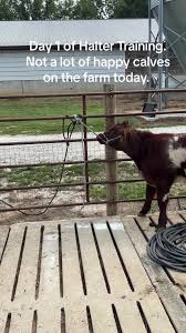 Day 1 of Halter Training for next years show calves.