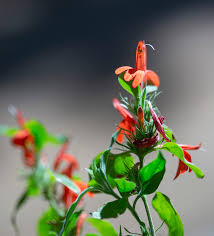 Image result for Justicia scandens