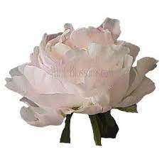 Celebrate with a beautiful bouquet featuring fresh pink peonies delivered sydney wide. Blush Peonies Peony Flowers Near Me Wholesale Flowers Wholesale Flowers Blush Peonies White Wedding Flowers