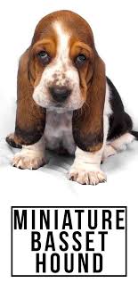Female basset hound puppy for sale. Is The Miniature Basset Hound The Right Dog For You