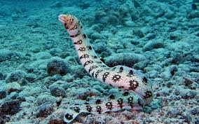 Anguila Copo De Nieve Snowflake Moray Peces Y Peceras