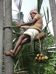 You recognize this insect, your mate for monkey no dey climb tree again o! Tree Climbing Wikipedia
