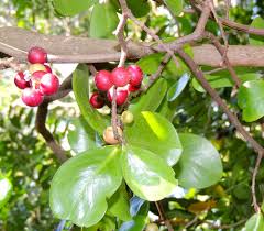 Image result for Embelia schimperi