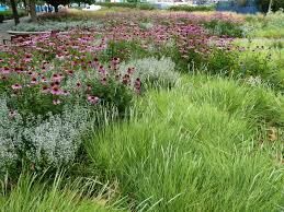 Piet Oudolf Potters Field Landscape Design Dutch Gardens Plants