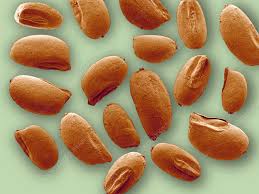 Image result for Eragrostis tef