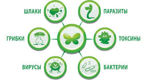 асд фракция 2 инструкция по применению для человека отзывы Kartinki Ochishenie Organizma 22 Tys Izobrazhenij Najdeno V Yandeks Kartinkah Pie Chart Mario Characters