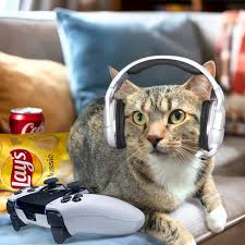 Image result for lolcats