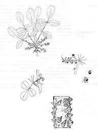 Image result for Zanthoxylum holtzianum