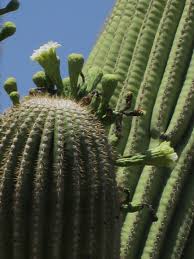 How fast do saguaros grow? Saguaro Cactus Learn More Every Day