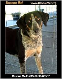 Black And Tan Coonhound Puppies For Sale In Virginia West Virginia Black And Tan Coonhound Rescue Adoptions Rescueme Org Animal Shelter Coonhound Cat Adoption