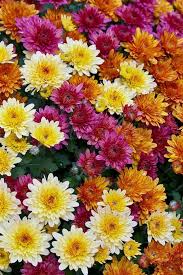 Out of many different types of flowers, these are some of the most fascinating orange flowers in the world: Orange Yellow Red Chrysanthemums Many Flowers 750x1334 Iphone 8 7 6 6s Wallpaper Background Picture Image
