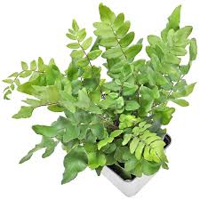 Image result for Pellaea