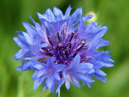 Bachelor Button Cornflower Self Seeding Annual To 3 Ft For Full Sun Drought Tolerant Hreb And Cr Bachelor Button Flowers Button Flowers Bachelor Buttons