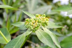 Image result for Euphorbia heterophylla