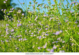 Image result for Adenostemma viscosum